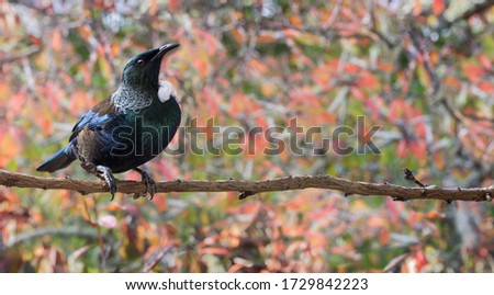New Zealand native Tui bird with autumn bokeh leaves background high resolution banner