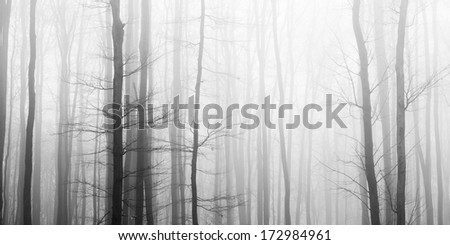 Trees in fog, black and white picture 