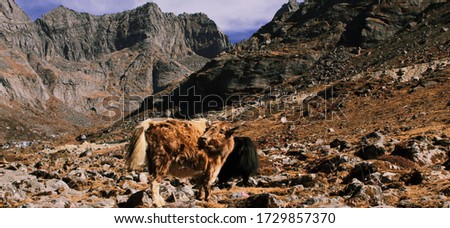 wild yak (bos grunniens) with arid landscape of high himalaya mountains near famous sela pass in tawang district, arunachal pradesh, north-east india Royalty-Free Stock Photo #1729857370