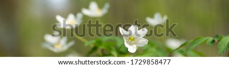 Detail of wood anemones in the forrest with a background creating an idyllic mood