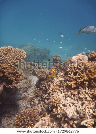 SUBMARINE LANDSCAPE WITH FISH AND CORAL IN THE INDIAN OCEAN IN MALDIVES