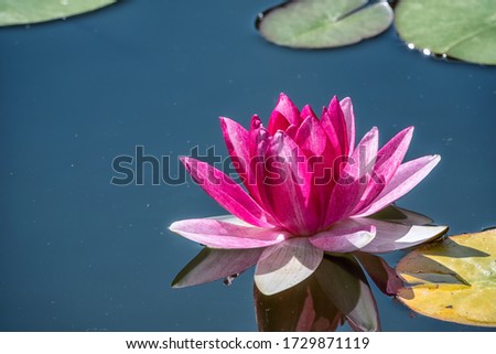 Pink water lily flower, Nymphaea lotus, on a dark water background. Nymphaea sp. hort., in the pond