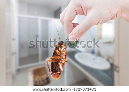 Hand holding brown cockroach on toilet background, eliminate cockroach in toilet,Cockroaches as carriers of disease