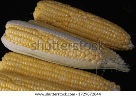 yellow sweet corn in black screen no background 