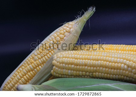 yellow sweet corn in black screen no background 