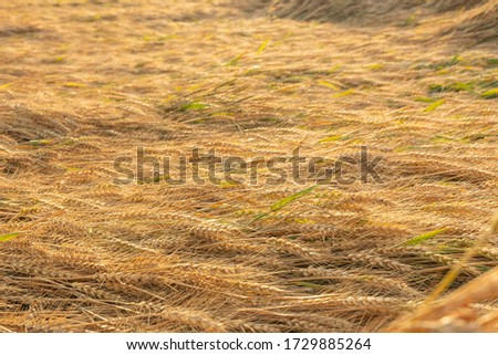 The lodging wheat in the field