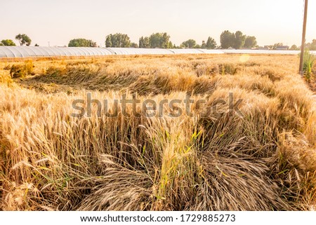 The lodging wheat in the field