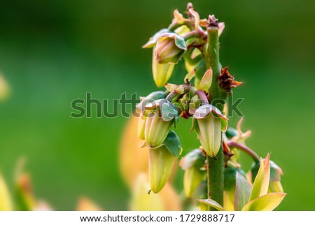 Close up of the blooming Vaccinium corymbosum, the northern highbush blueberry, blue huckleberry, tall huckleberry, swamp huckleberry, high blueberry, and swamp blueberry. Macro. Royalty-Free Stock Photo #1729888717