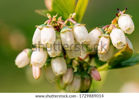 Close up of the blooming Vaccinium corymbosum, the northern highbush blueberry, blue huckleberry, tall huckleberry, swamp huckleberry, high blueberry, and swamp blueberry. Macro. Royalty-Free Stock Photo #1729889014