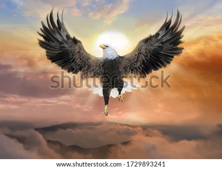Soaring Eagle of freedom under beautiful sky in the sunrise of faith