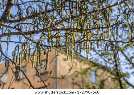 A poplar branch with green fresh leaves and buds is on a blurred background in a park in spring