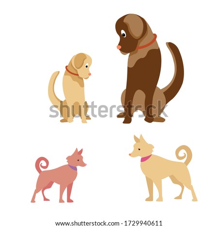 Dogs breed Labrador and Husky. A young and friendly dog. Light color. Sits and looks away. Vet clinic. Walk the dog. Pets
