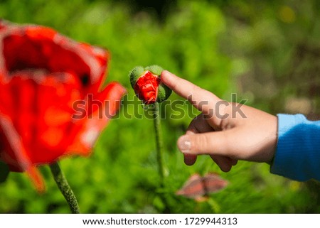 kid's hand holding red poppy