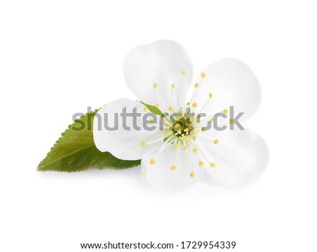 Beautiful tree blossom isolated on white. Spring season Royalty-Free Stock Photo #1729954339