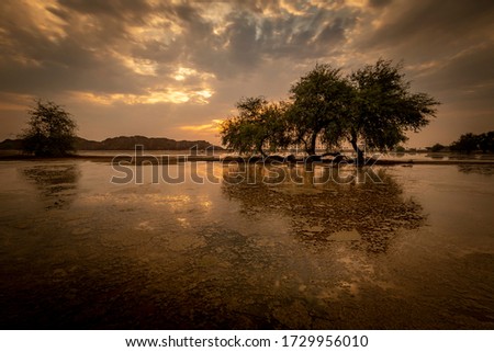Nice tree reflection on a overflowed water from the beach area in Fujairah