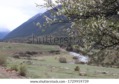 Bright spring landscape with a view of a beautiful blooming apple tree in the mountains of the Caucasus on the coast of the turbulent Kuban River, Karachay-Cherkessia, Russia.