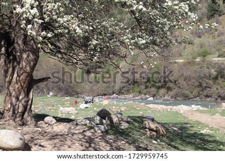 Bright spring landscape with a view of a beautiful blooming apple tree in the mountains of the Caucasus on the coast of the turbulent Kuban River, Karachay-Cherkessia, Russia.