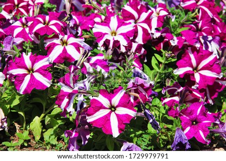 Colorful flower pink petunia  with white striped patterns blooming in garden