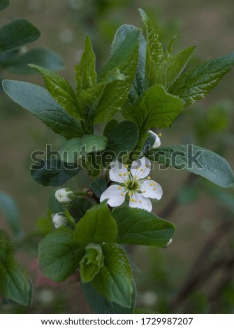 White color plum on a background of green leaves.