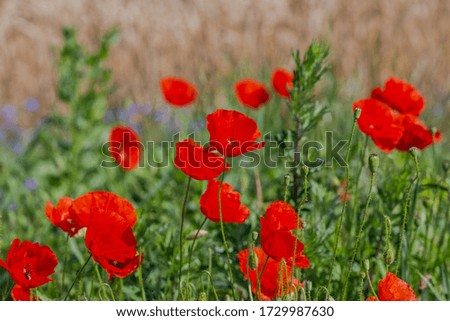 Poppies in the open air with other country flowers