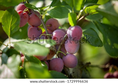 delicious plums on plum tree in Norway