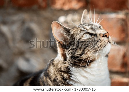 A close up of a tabby cat looking up