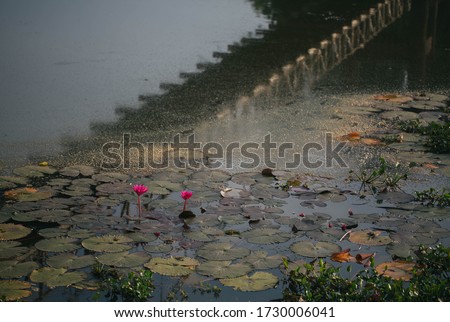 
Lotus flower in the lake.Beautiful lotus flower.