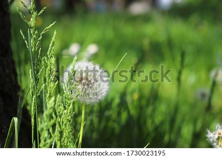  Spring flowers, dandelion inflorescences in the grass fluctuate from the wind. shallow depth of field, blurred background.