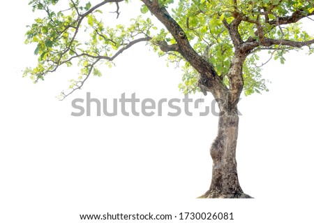 Tall trees isolated on white background Royalty-Free Stock Photo #1730026081