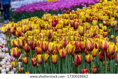 Tulip time, kinds of tulips, waterfall, nature and flower landscapes.