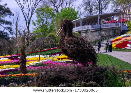 Tulip time, kinds of tulips, waterfall, nature and flower landscapes.