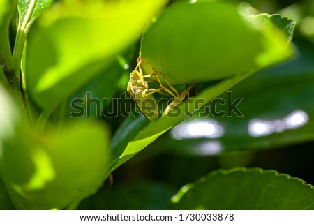 Bedbug on leves in spring, Image taken with macro lens