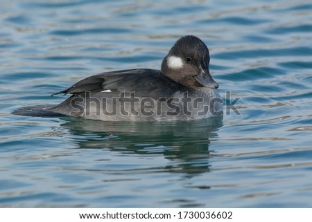 A female Bufflehead is swimming in the open water. Humber Bay Park, Toronto, Ontario, Canada.