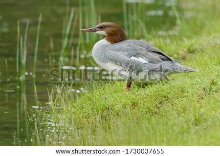 A female Common Merganser is standing in the short grass at the edge of the water. Also knowan as a Buff-breasted Merganser or Goosander. Sauble Falls Provincoal Park, Bruce County, Ontario, Canada.