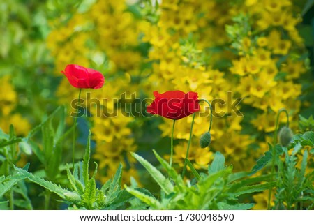 Two fresh bright red poppies with buds on yellow flowers background. Spring or summer time