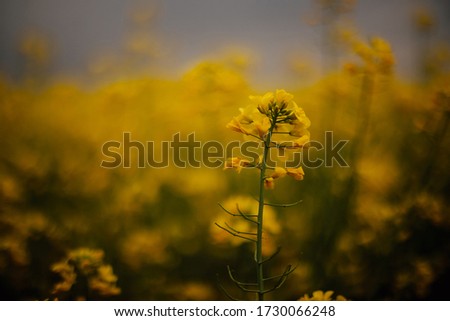 landscape cenic rural  with yellow rape, rapeseed or canola field. Rapeseed field, Blooming canola flowers close up. Rape on the field in summer. Bright Yellow rapeseed oil. Flowering rapeseed