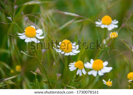 Field chamomiles flowers closeup picture. Beautiful nature scene with blooming medical chamomiles in a sunny day.