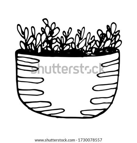 Vector hand drawn illustration of herbs. Green houseplant in the pot. Home interior decoration. Gardening plant
