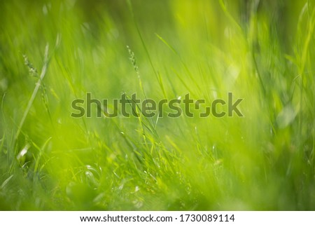 green grass in summer in the forest