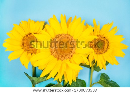 Bright big yellow sunflower bouquet on blue background. Flatlay style.