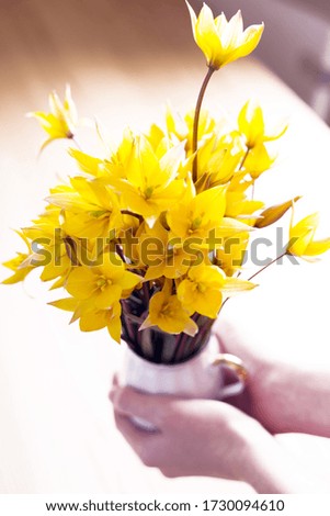 still life - girl holding beautiful wild yellow tulips in a vintage vase 
