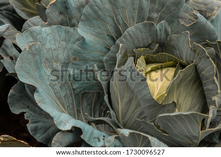 Fresh green cabbage in farm field vegetable organic background. Close-up of cabbage cabbage in the garden on a garden bed