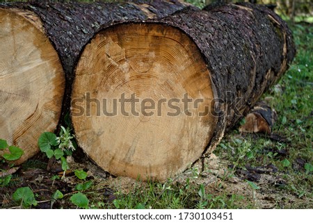 A cut log of wood in the forest, age circles  