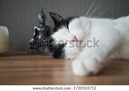 a furry fat willow cat rests next to a statue of Buddha and candles