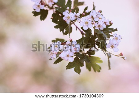 Close-up photo of a white blossom on tree, soft blurry background pastel colors