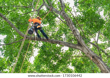 The worker on giant tree Royalty-Free Stock Photo #1730106442