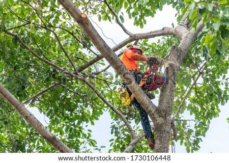 The worker on giant tree Royalty-Free Stock Photo #1730106448