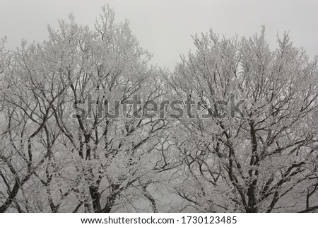 hoarfrost on the trees in the winter season 
