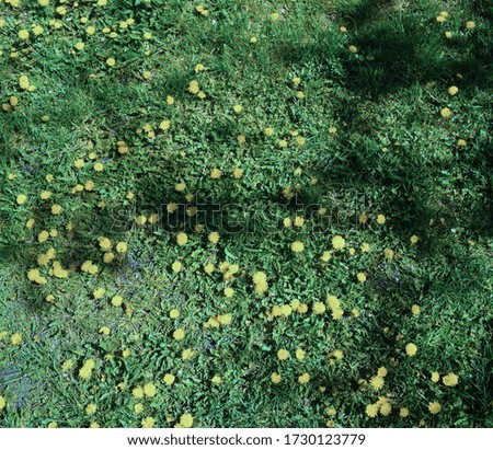 Top view on a background of cold grass and yellow flowers