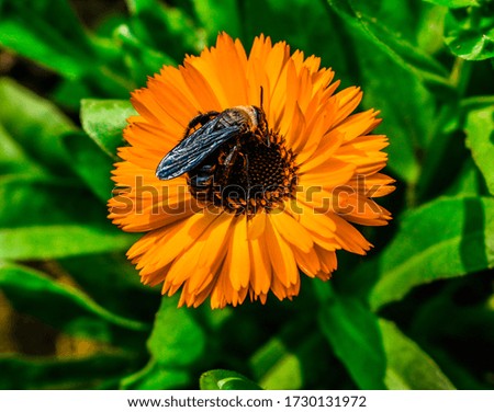 A bee sucking from Calendula flower